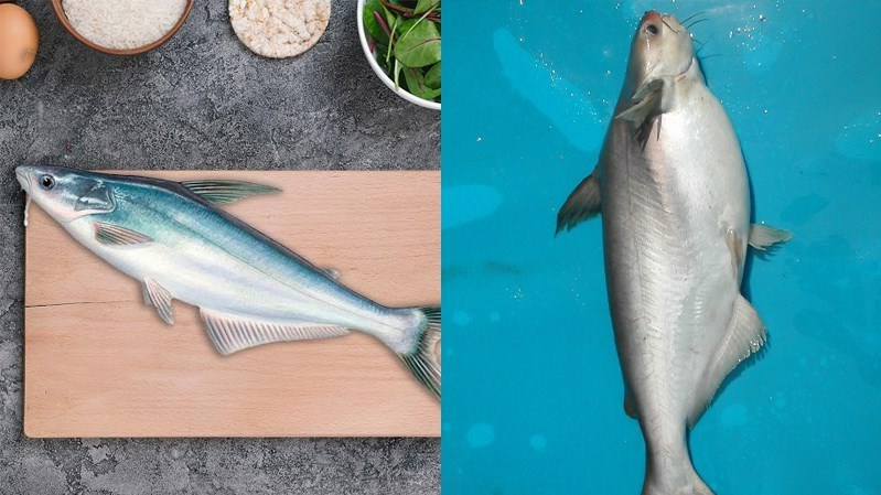 phân biệt cá dứa với cá basa